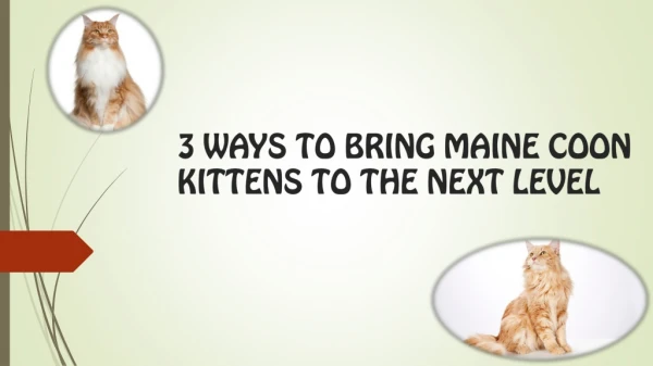 3 WAYS TO BRING MAINE COON KITTENS TO THE NEXT LEVEL
