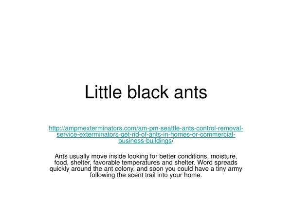 Little black ants