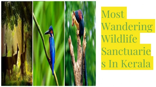 Most Wandering Wildlife Sanctuaries In Kerala