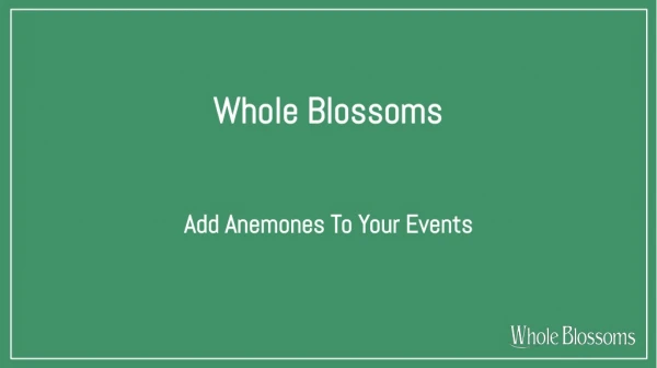 Get Anemone for Sale at Wholesale Rate for Adding Them in Events