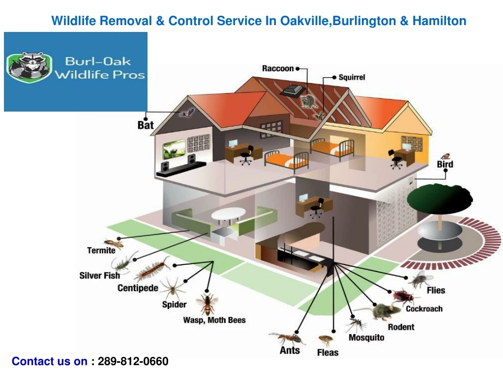 wildlife removal control service in oakville