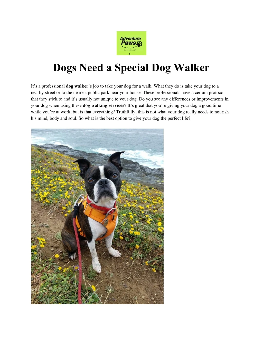 dogs need a special dog walker