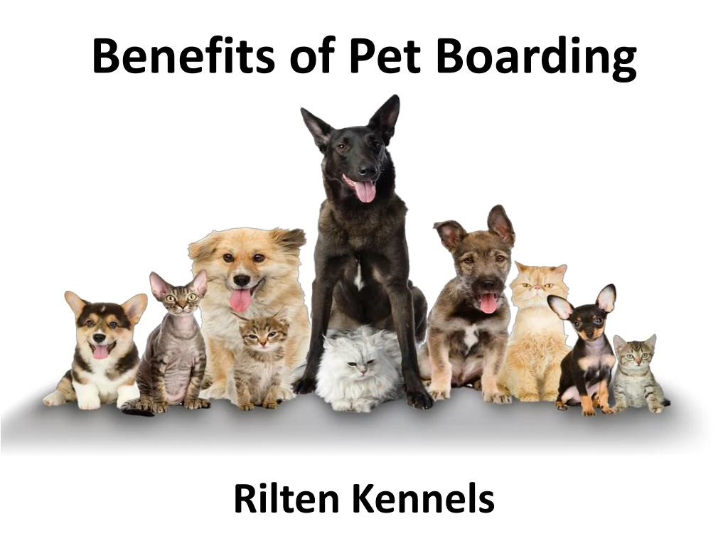 benefits of pet boarding