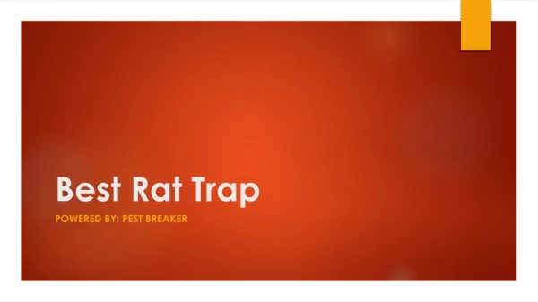 Best Rat Trap