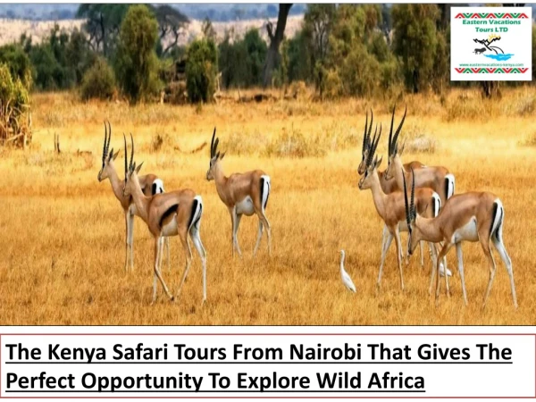 The Kenya Safari Tours From Nairobi That Gives The Perfect Opportunity To Explore Wild Africa