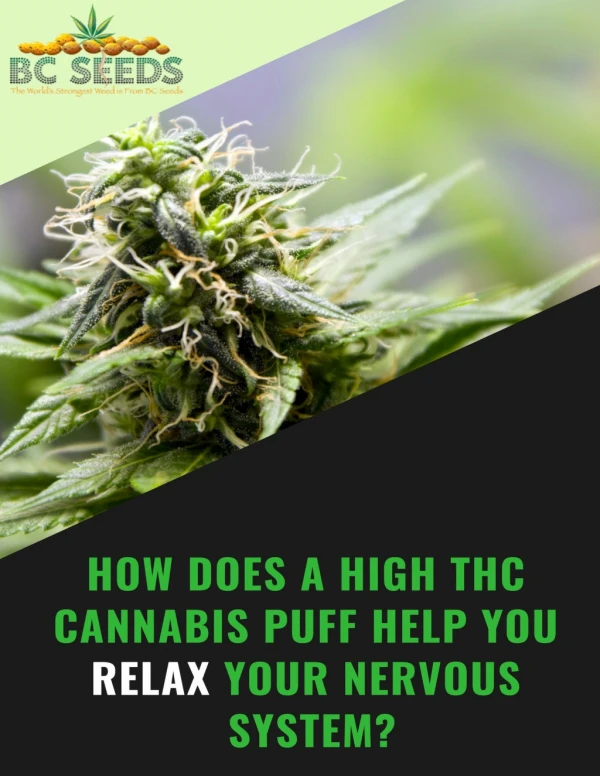 How to relax Your Nervous System By Getting Help of a High THC Cannabis?