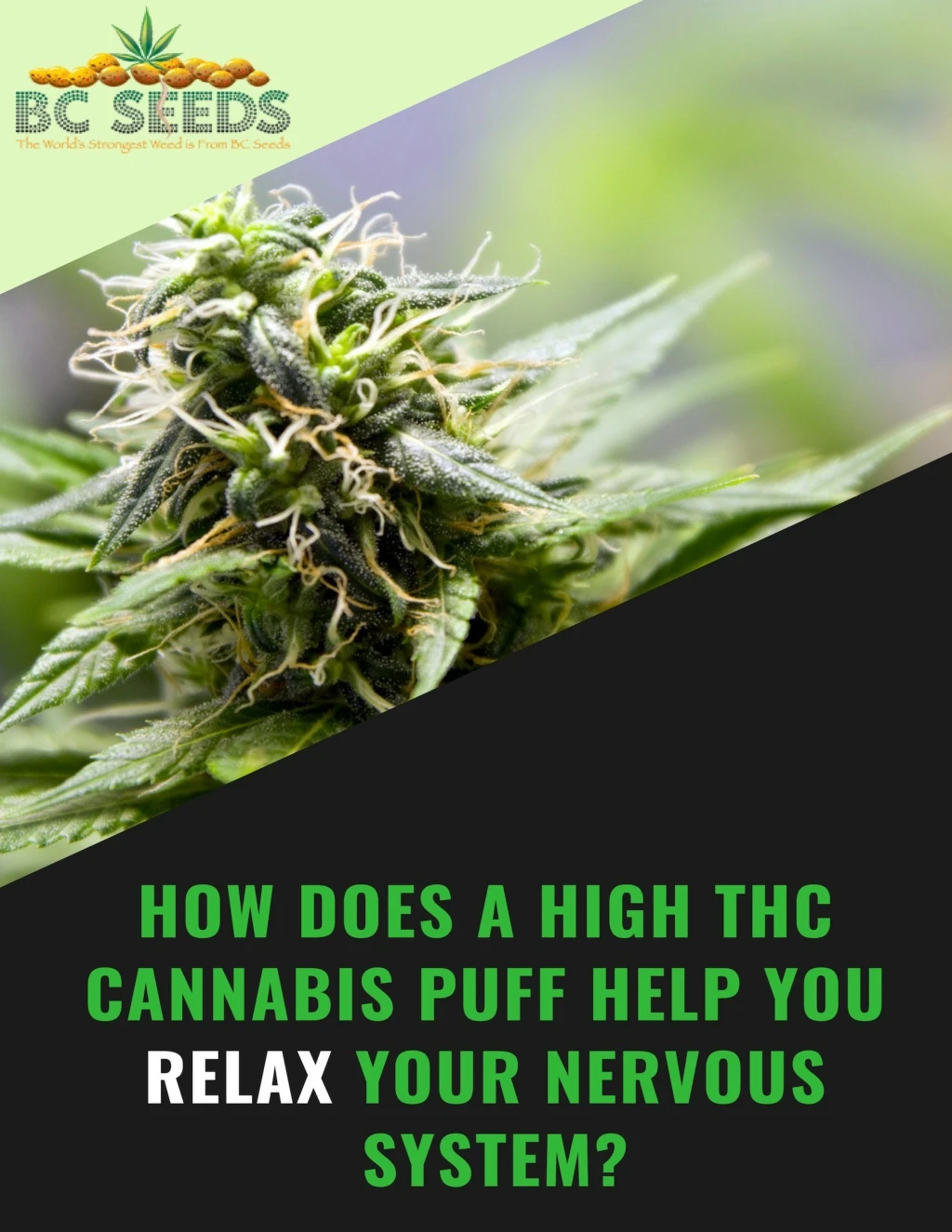 how does a high thc cannabis puff help you relax