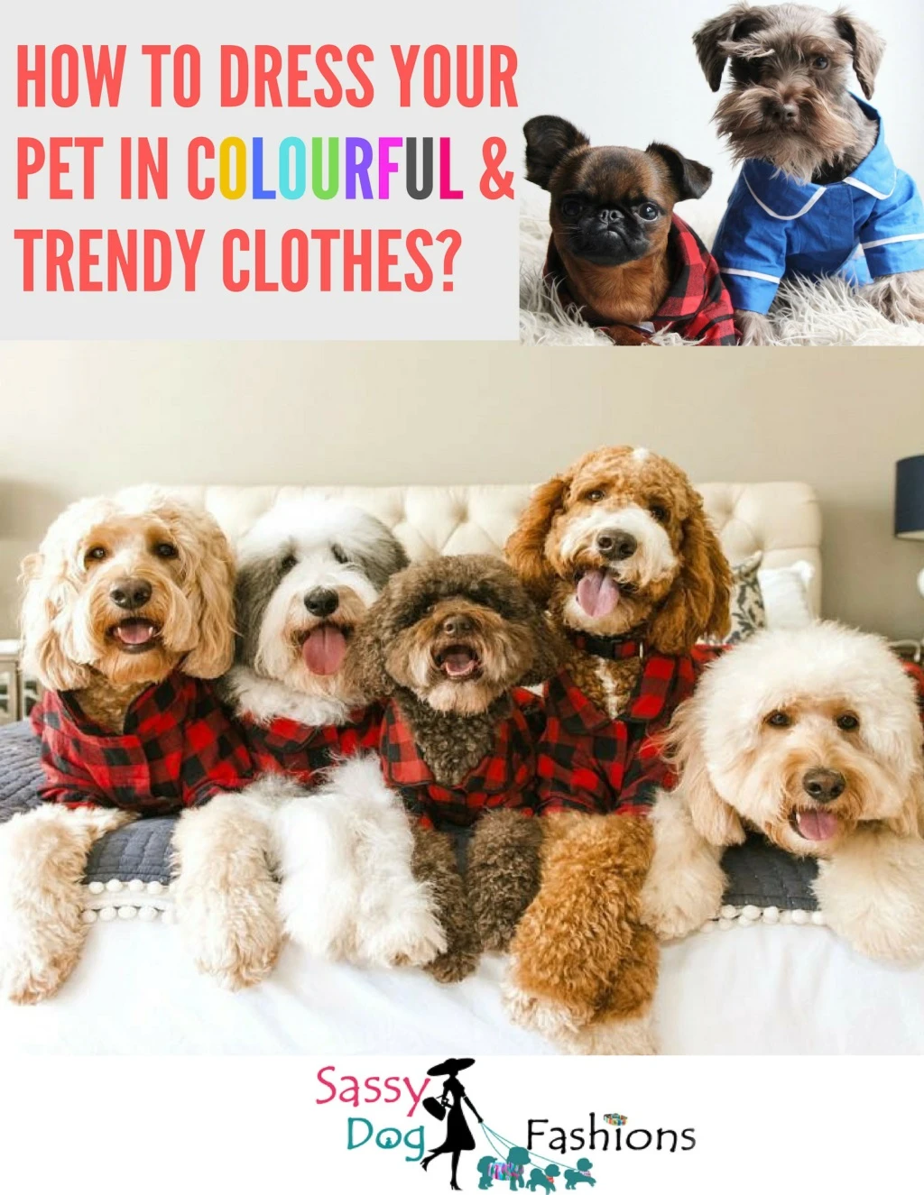 how to dress your pet in colourful trendy clothes