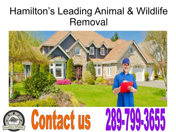 Hamilton Wildlife Removal Services