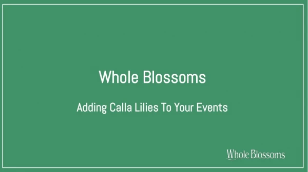 Buy Calla Lilies Flowers for Wedding Decoration
