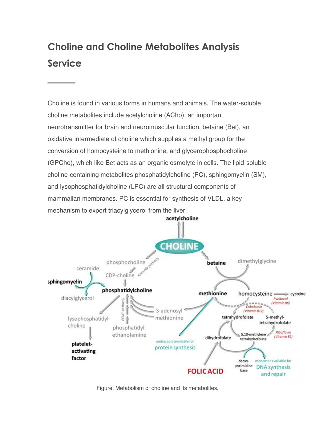 choline and choline metabolites analysis