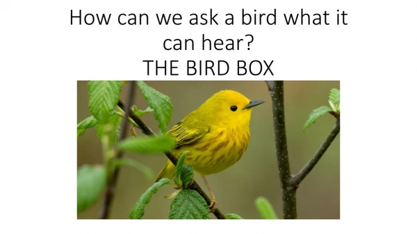 How can we ask a bird what it can hear? THE BIRD BOX