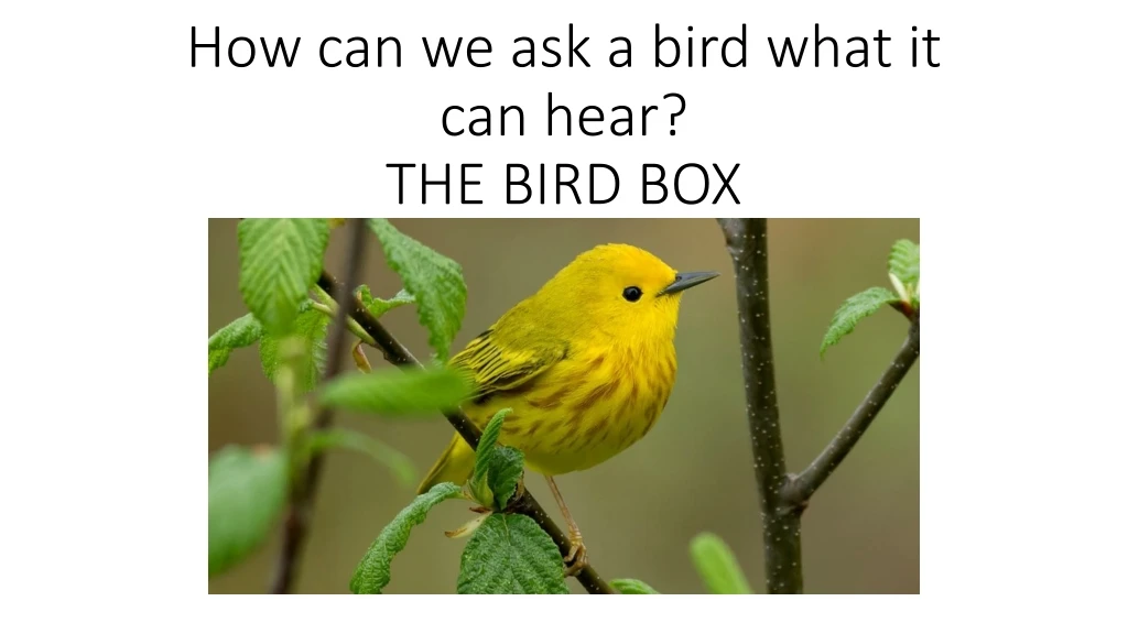 how can we ask a bird what it can hear the bird box
