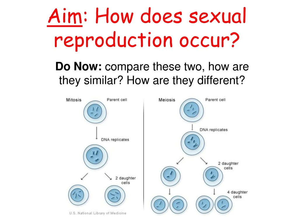 aim how does sexual reproduction occur