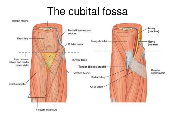 The cubital fossa
