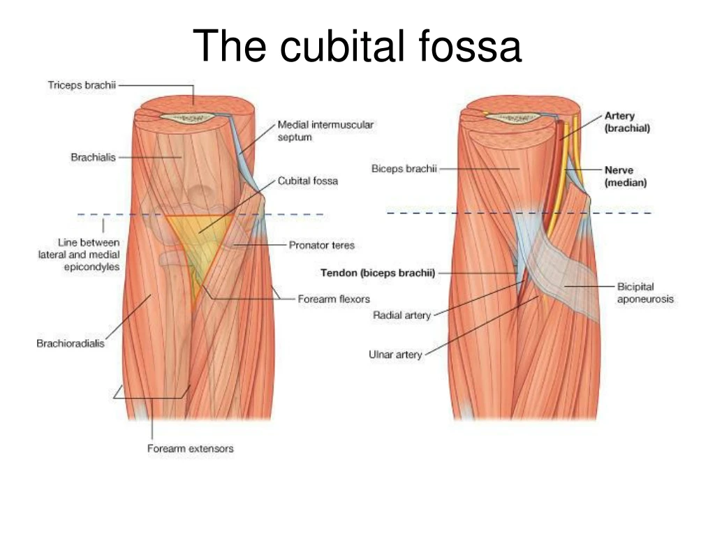 the cubital fossa