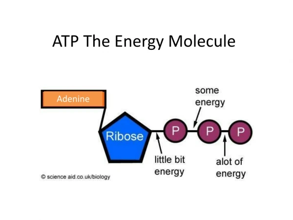 ATP The Energy Molecule