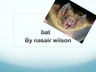Nocturnal Bat: The Dark Resting Creature - slide 1