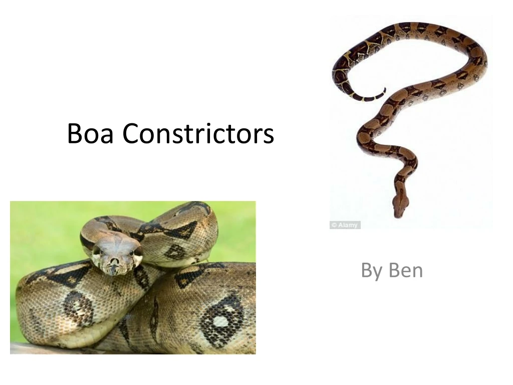 boa constrictors