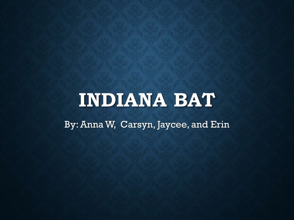 indiana bat