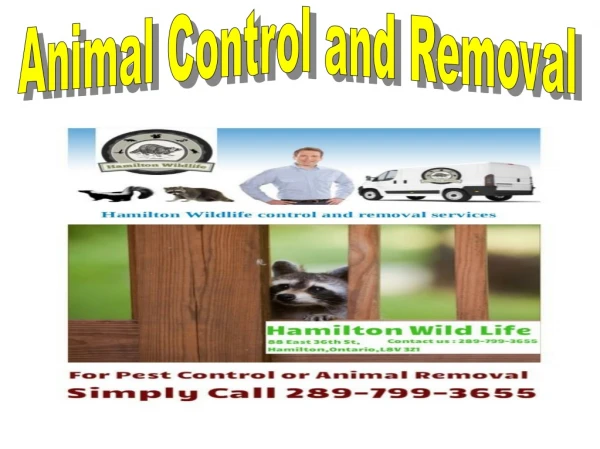 Pest Control And Wildlife Removal Service