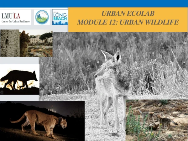 Urban EcoLab Module 12: URBAN WILDLIFE