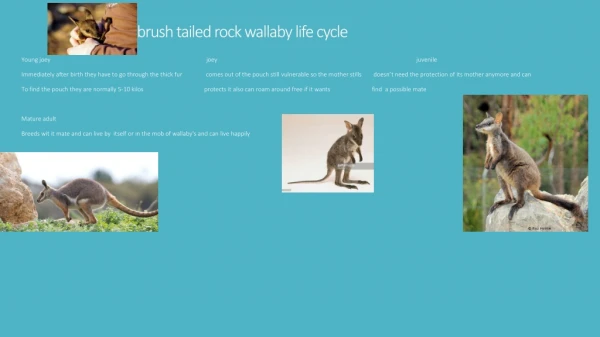 brush tailed rock wallaby life cycle later