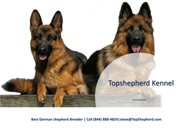 Buy German shepherd puppies | Topshepherd