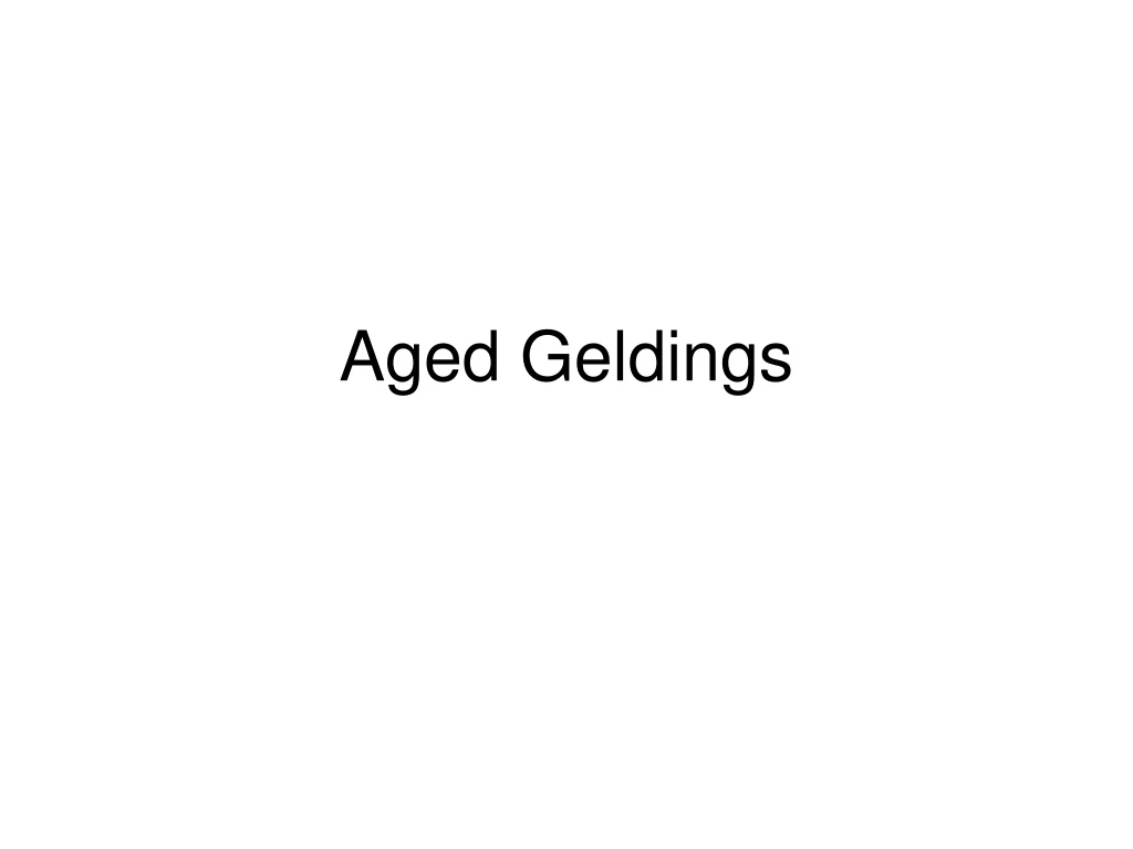 aged geldings