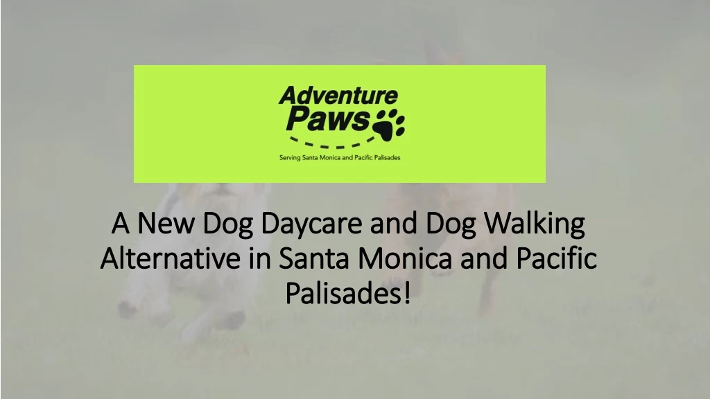a new dog daycare and dog walking alternative in santa monica and pacific palisades