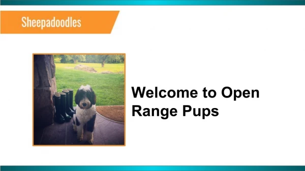 Sheepadoodles for Sale in Eckert | Open Range Pups