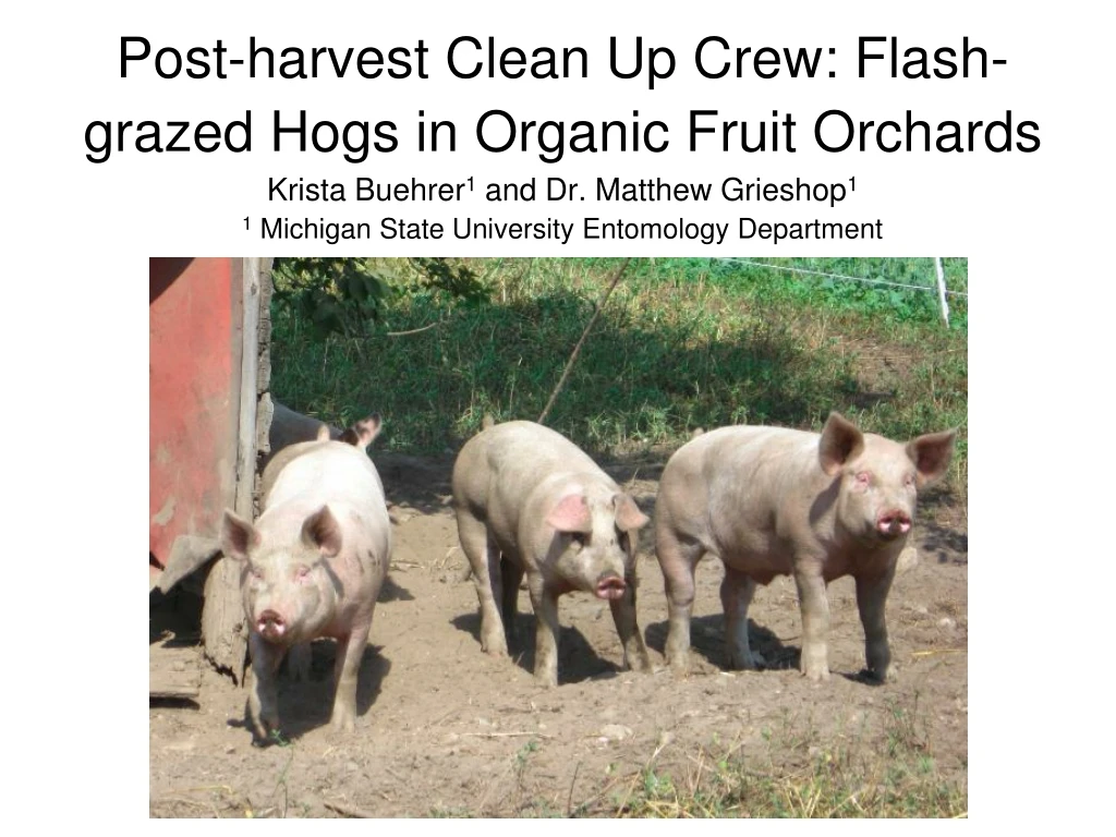 post harvest clean up crew flash grazed hogs