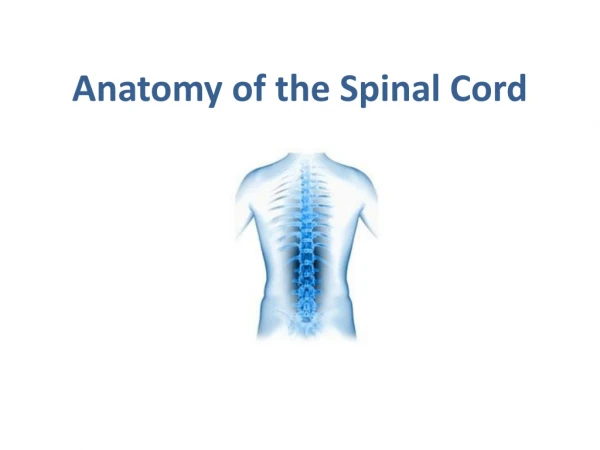 Anatomy of the Spinal Cord