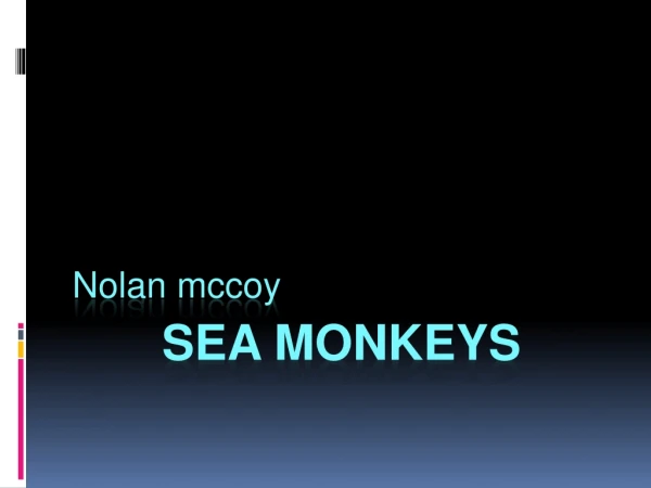 Sea monkeys