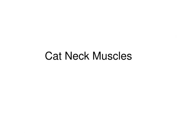 Cat Neck Muscles