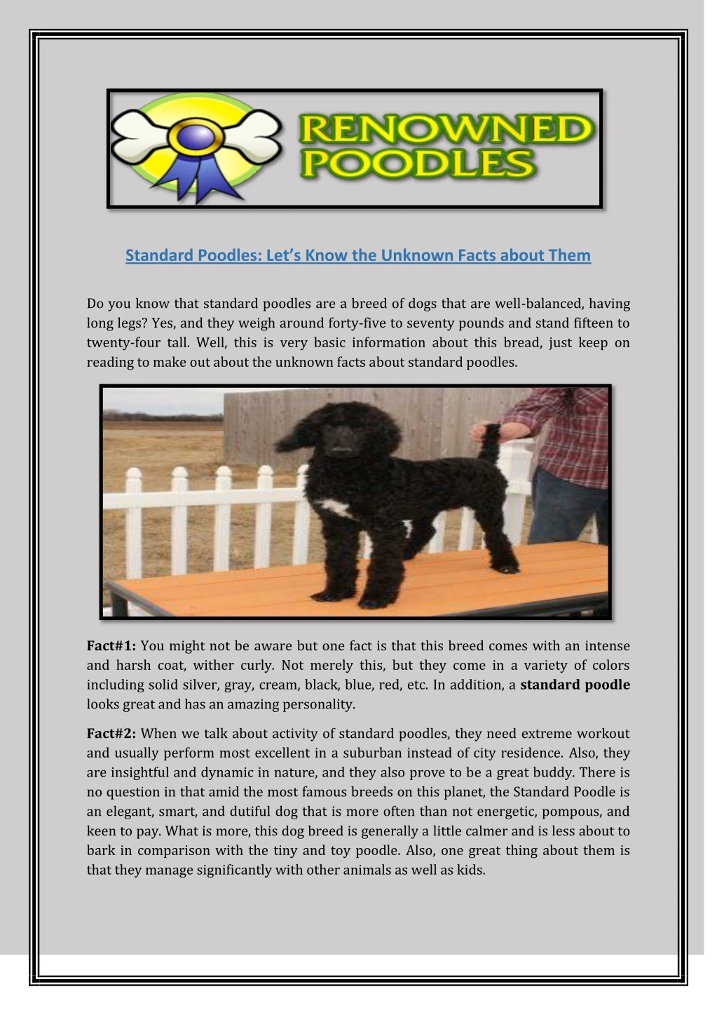 standard poodles let s know the unknown facts