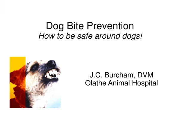 Dog Bite Prevention How to be safe around dogs!