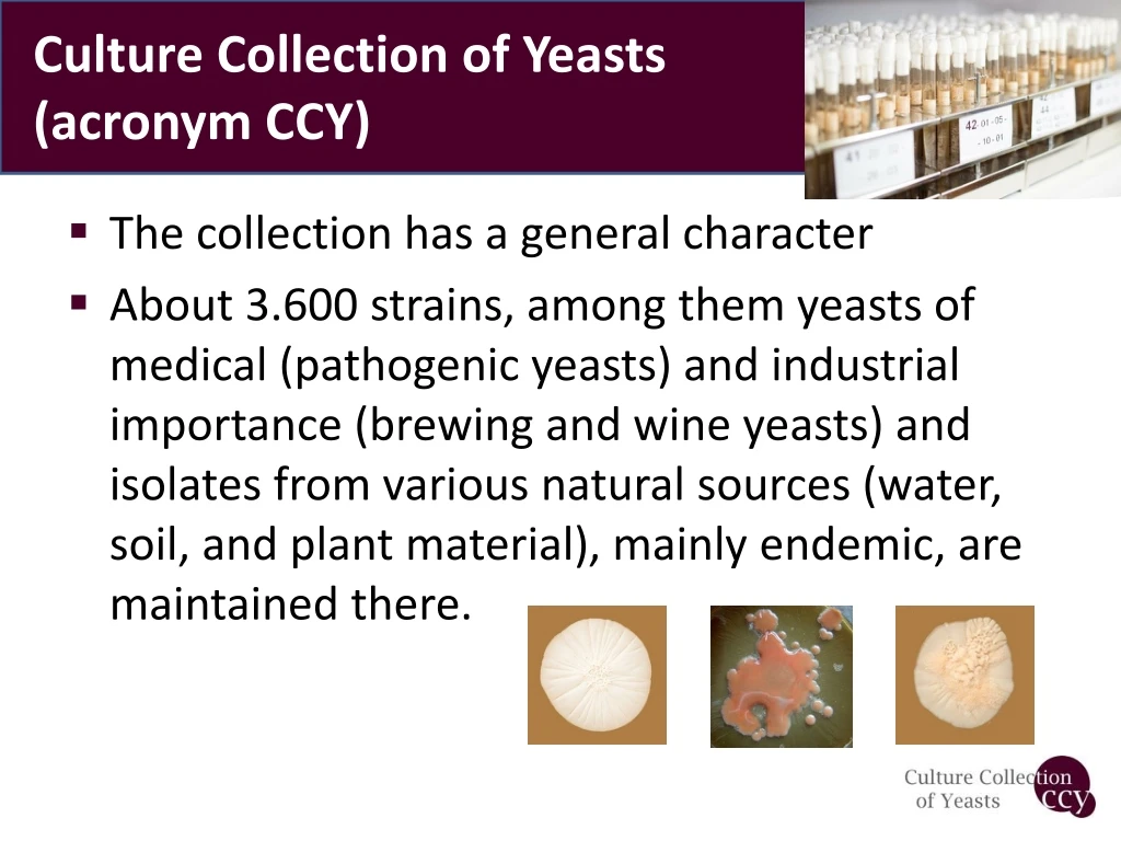 culture collection of yeasts acronym ccy