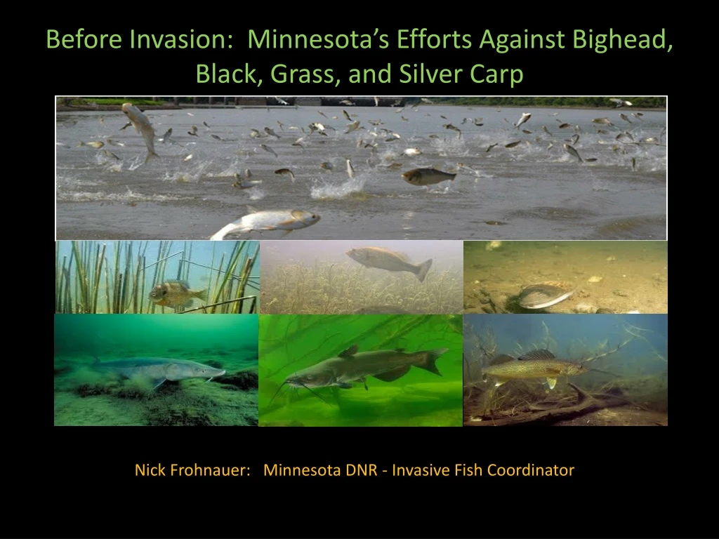 before invasion minnesota s efforts against bighead black grass and silver carp