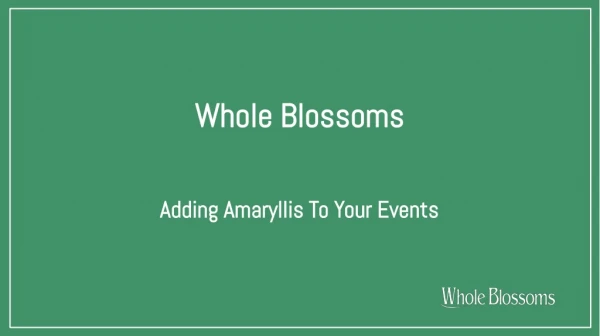 Get Fresh Amaryllis Christmas Flowers for Decoration
