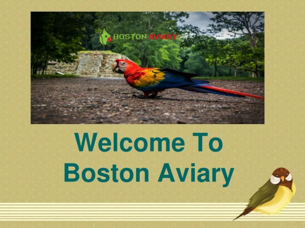 Welcome to Boston Aviary