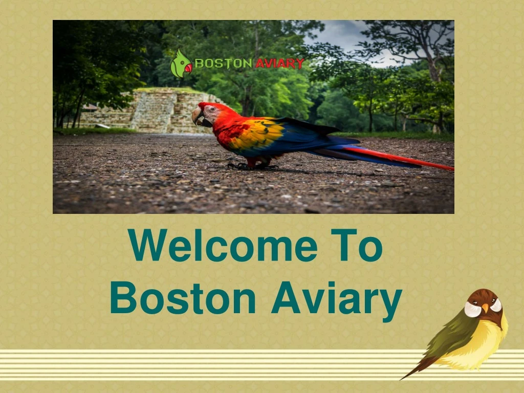 welcome to boston aviary