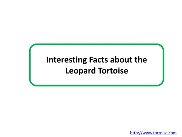 Interesting Facts about the Leopard Tortoise