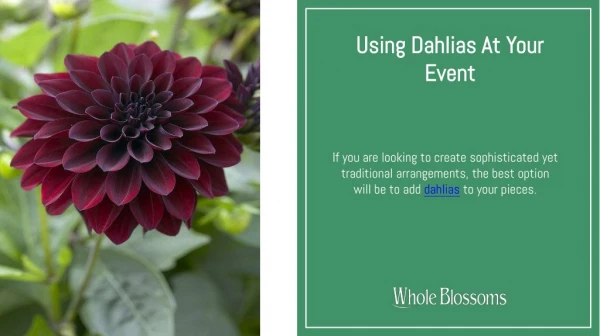 Use Wholesale Dahlias in Your Important Event