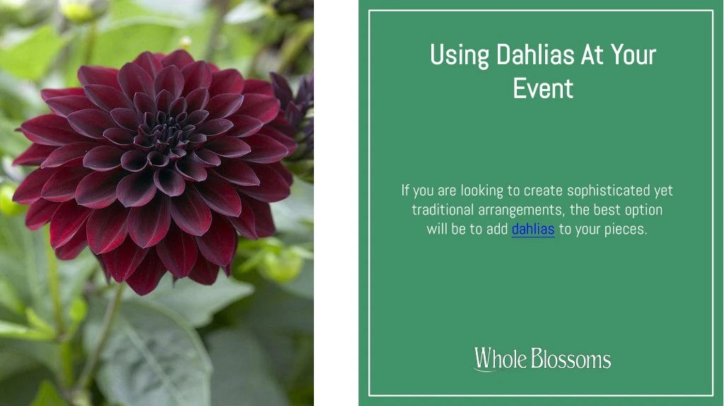 using dahlias at your event