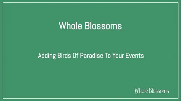 Add Bird of Paradise to Your Event and Make Your Occasion Special