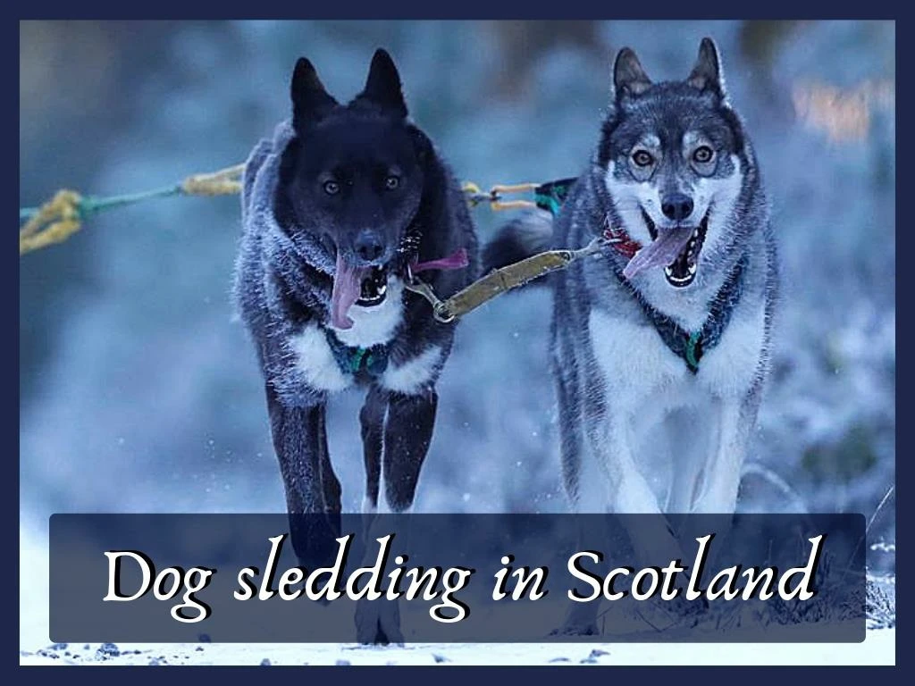 dog sledding in scotland