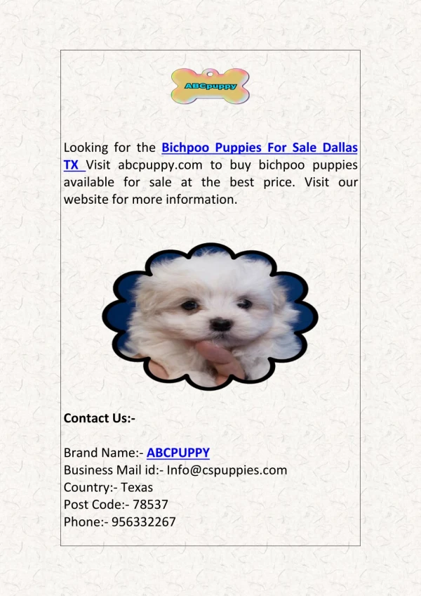 Bichpoo Puppies For Sale San Antonio Dallas TX