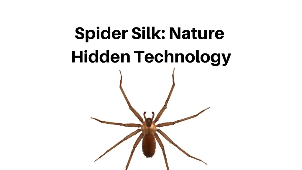 spider silk nature hidden technology