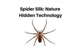 Spider Silk - slide 1